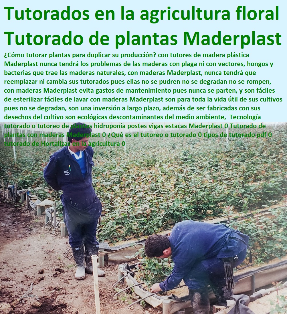 Tecnología tutorado o tutoreo de plantas hidroponía postes vigas estacas Maderplast 0 Tutorado de plantas con maderas Maderplast 0 ¿Qué es el tutoreo o tutorado 0 tipos de tutorado pdf 0 tutorado de Hortalizas en la agricultura 0 Tecnología tutorado o tutoreo de plantas hidroponía postes vigas estacas HIDROPONÍA, AGRICULTURA, COSECHA, POSCOSECHA, Tutores para Flores cable vía Bananas Aromáticas, Cultivos Tecnificados, Invernaderos, Semilleros, Bancos De Siembra, Maderplast 0 Tutorado de plantas con maderas Maderplast 0 ¿Qué es el tutoreo o tutorado 0 tipos de tutorado pdf 0 tutorado de Hortalizas en la agricultura 0